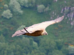 Griffon Vulture