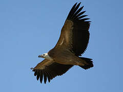 Griffon Vulture