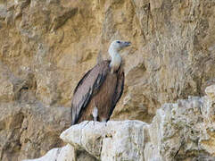 Griffon Vulture