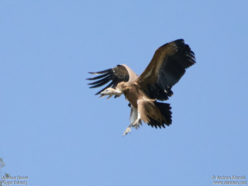 Griffon Vulture