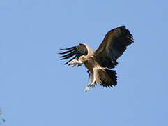 Griffon Vulture