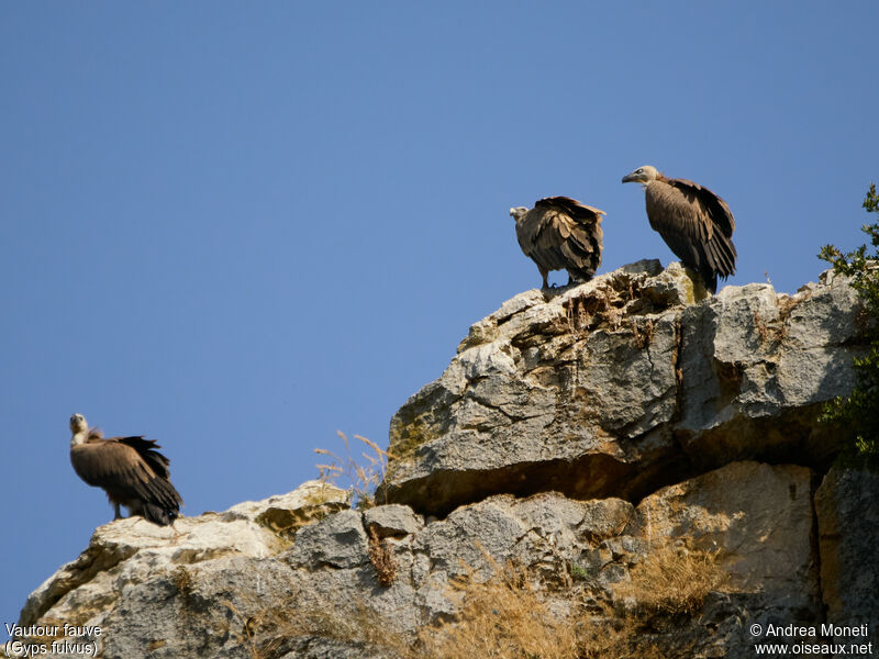 Griffon Vulture