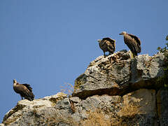 Griffon Vulture