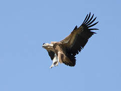 Griffon Vulture