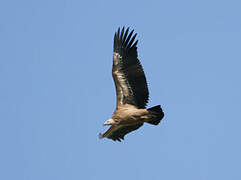 Griffon Vulture