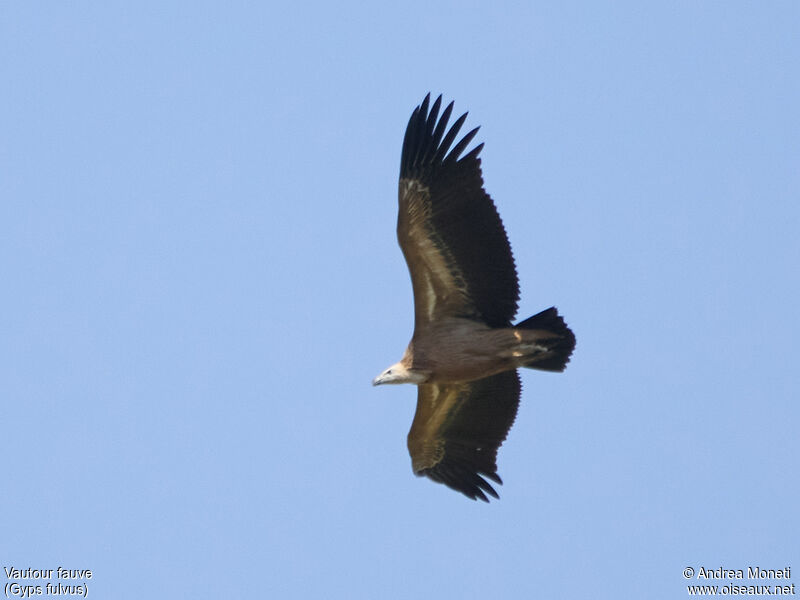 Griffon Vulture