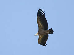 Griffon Vulture