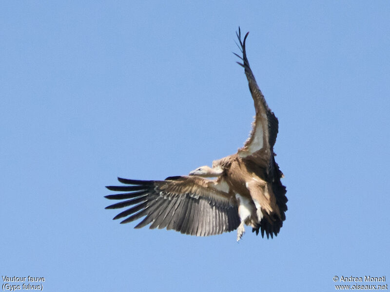 Griffon Vulture