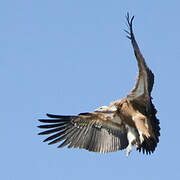 Griffon Vulture