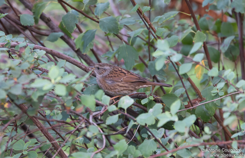 Dunnockadult post breeding