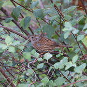 Dunnock