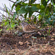 Dunnock