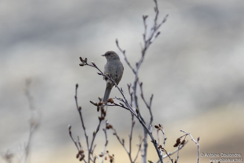 Dunnockadult breeding