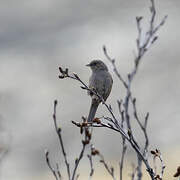 Dunnock