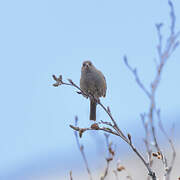 Dunnock