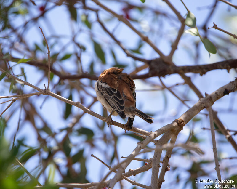 White-browed Scrub Robinadult