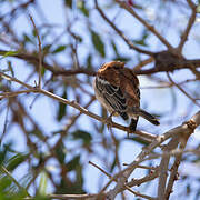 White-browed Scrub Robin