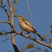 Kalahari Scrub Robin