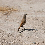 Kalahari Scrub Robin