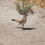 Agrobate du Kalahari