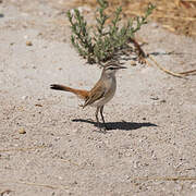 Kalahari Scrub Robin