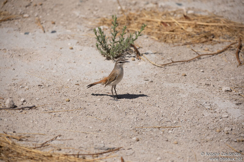 Kalahari Scrub Robinadult