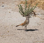 Agrobate du Kalahari