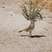 Kalahari Scrub Robin