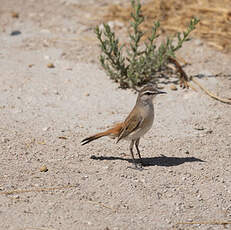 Agrobate du Kalahari