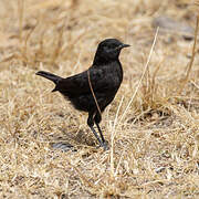 Black Scrub Robin