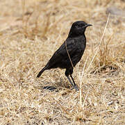 Black Scrub Robin