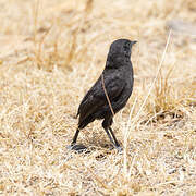 Black Scrub Robin