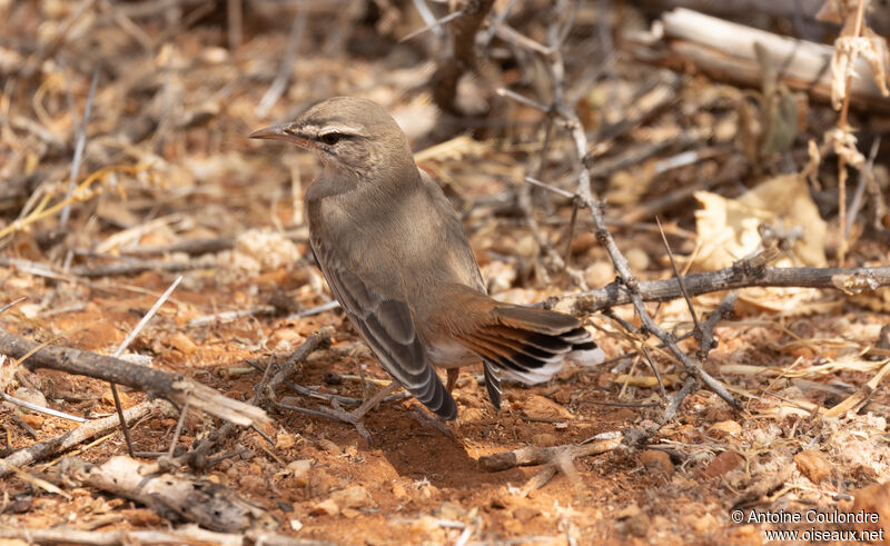 Rufous-tailed Scrub Robin male adult breeding