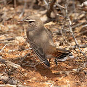 Rufous-tailed Scrub Robin