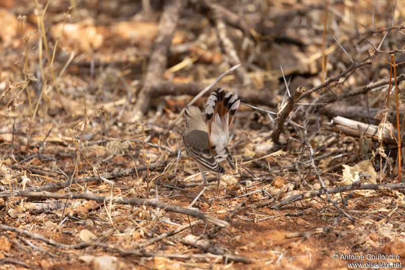 Rufous-tailed Scrub Robin male adult breeding