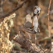 Rufous-tailed Scrub Robin