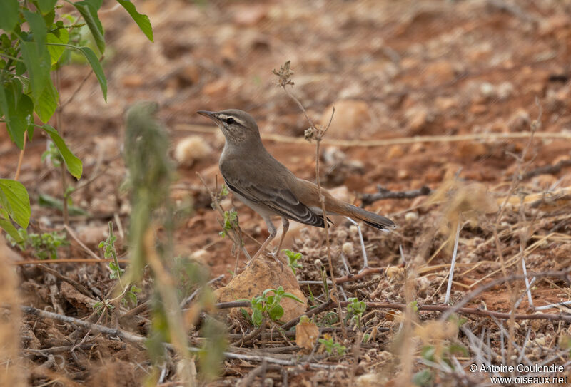 Rufous-tailed Scrub Robin male adult breeding