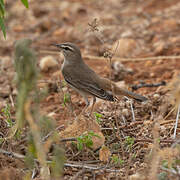 Rufous-tailed Scrub Robin