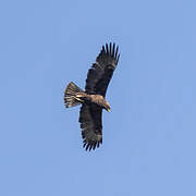 Wahlberg's Eagle