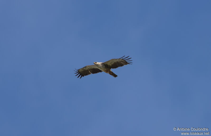 Aigle de Wahlbergadulte, Vol