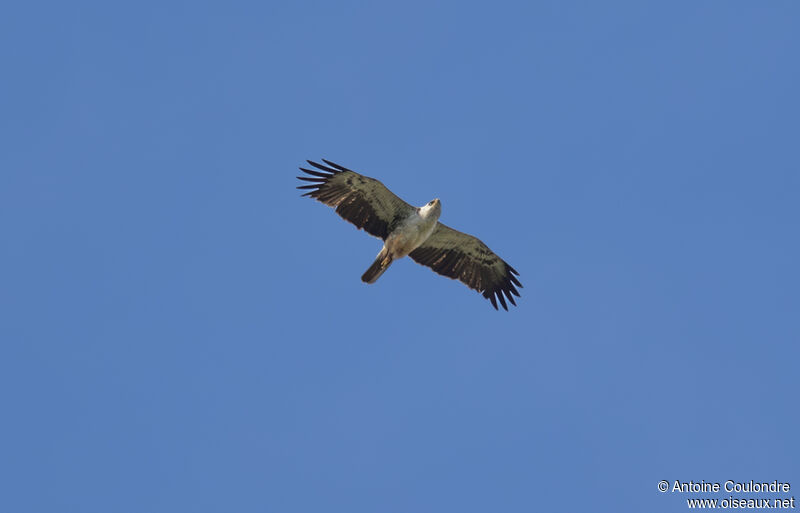 Aigle de Wahlbergadulte, Vol