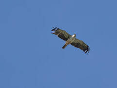 Aigle de Wahlberg