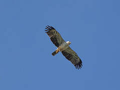 Wahlberg's Eagle