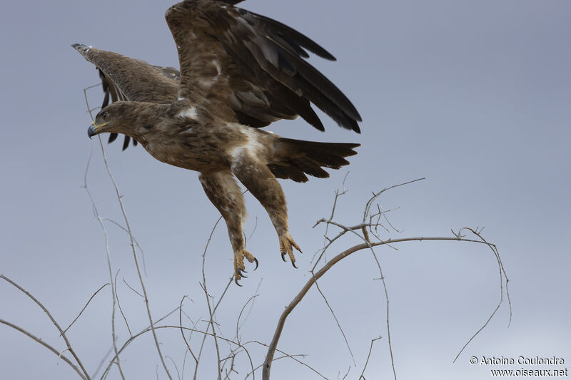 Steppe Eagle