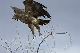 Aigle des steppes