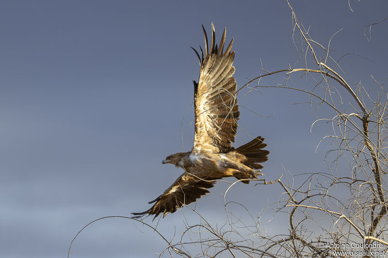 Aigle des steppes