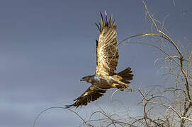 Steppe Eagle