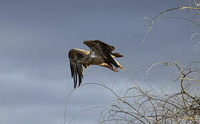 Aigle des steppes