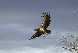 Aigle des steppes