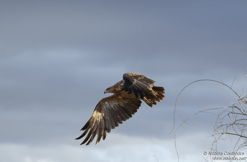 Aigle des steppes